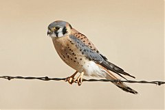 American Kestrel