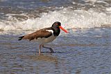 American Oystercatcher