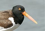 American Oystercatcher