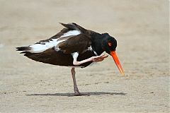 American Oystercatcher