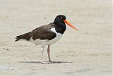 American Oystercatcher