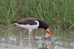 American Oystercatcher