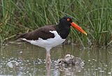 American Oystercatcher