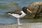 American Oystercatcher