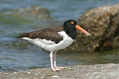 American Oystercatcher