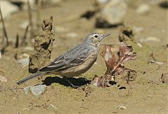 American Pipit