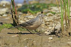 American Pipit