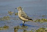 American Pipit