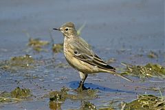 American Pipit