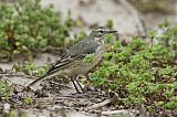 American Pipit