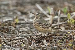 American Pipit