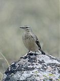 American Pipit