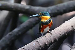 American Pygmy Kingfisher