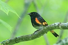 American Redstart