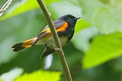 American Redstart