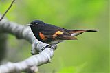 American Redstart