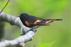 American Redstart