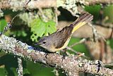 American Redstart