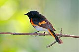 American Redstart