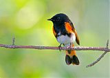 American Redstart