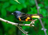 American Redstart