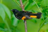 American Redstart