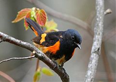 American Redstart