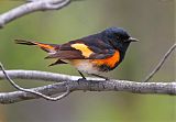 American Redstart