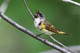 American Redstart