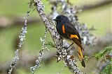 American Redstart