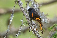 American Redstart