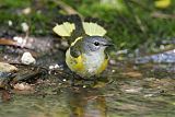 American Redstart