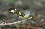 American Redstart