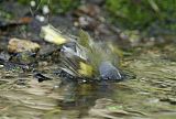 American Redstart