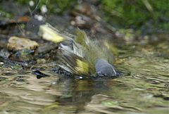 American Redstart