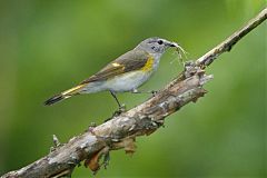 American Redstart