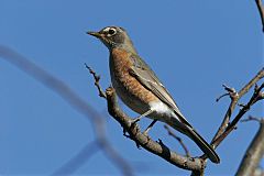 American Robin