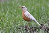 American Robin