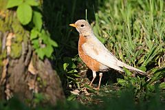 American Robin