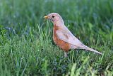 American Robin