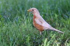 American Robin