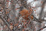 American Robin