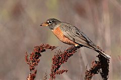 American Robin