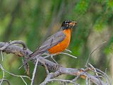 American Robin