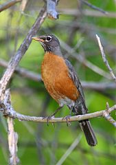 American Robin