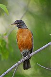 American Robin