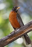 American Robin