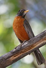 American Robin