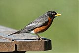 American Robin