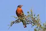 American Robin